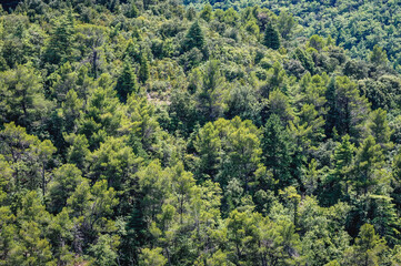 Forests on a hills around in Bonnieux town, Provence region, France