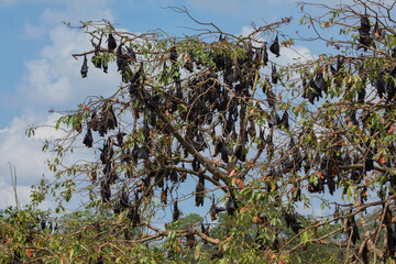 close-up hanging Mariana fruit bat (Pteropus mariannus)