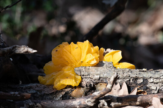 Jelly fungi in the forest. Witch butter. Dacrymyces chrysospermus. Burdur,Turkey