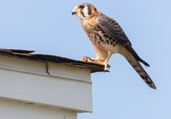 An American kestrel holding a lizard in its claws