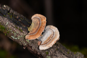 Mushrooms Growing on Trees. Trametes versicolor, also known as coriolus versicolor and polyporus versicolor mushrooms.