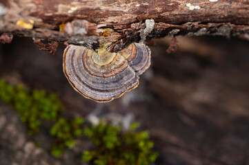 Mushrooms Growing on Trees. Trametes versicolor, also known as coriolus versicolor and polyporus versicolor mushrooms.