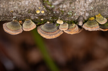 Mushrooms Growing on Trees. Trametes versicolor, also known as coriolus versicolor and polyporus versicolor mushrooms.