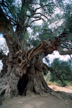 World oldest olive tree (Olea europaea), 4000 years old, Santo Baltolu di Carana at Luras, Lago di Liscia, Gallura, Sardinia, Italy