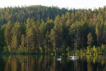 Couple of Whooper swans on a lake and one of them spreading its wings on a beautiful summer morning near Kuusamo, Northern Finland