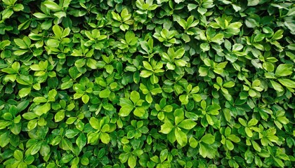 Small green leaves texture background with beautiful pattern. Clean environment.  - obrazy, fototapety, plakaty