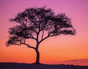 Naklejka na ściany i meble silhouette of a tree at sunset