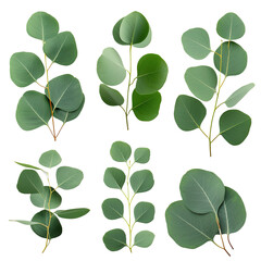 Set of green eucalyptus leaves isolated on white or transparent background