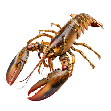 Lobster isolated on white or transparent background