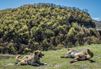 Dogs next to Ananuri Castle castle complex with church on the Aragvi River in Dusheti Municipality,...