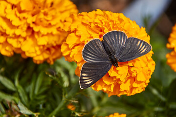 mariposa posada en flor, Xochimilco, Ciudad de México