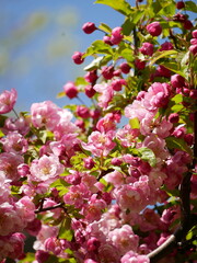 Cherry sakura blossom in early spring in Setagaya park (Japanese Garden) in Wien