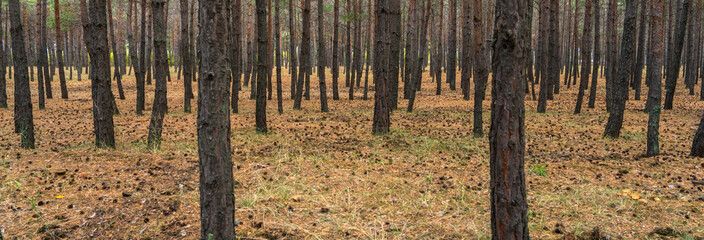  Young pine forest