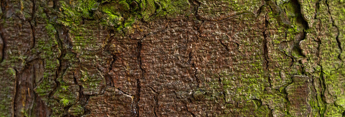 Green moss on a tree trunk