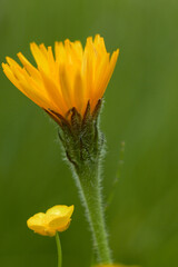 Yellow wildflower Picris hieracioides, that is, Hawk's tongue.
