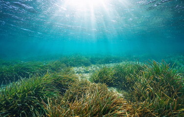 Naklejka na ściany i meble Sunlight underwater sea through water surface with seagrass on a shallow seabed, Mediterranean, Spain