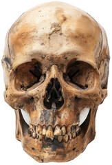 Human Skull with Teeth Detail
