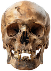Obraz premium Human Skull with Teeth Detail