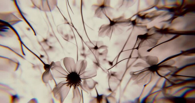 4k animated background moving slowly vertically for infinite loop - Retro movie flowers.