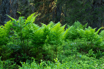 Green and lush Ferns growing in a summery primeval forest in Riisitunturi National Park, Northern Finland	