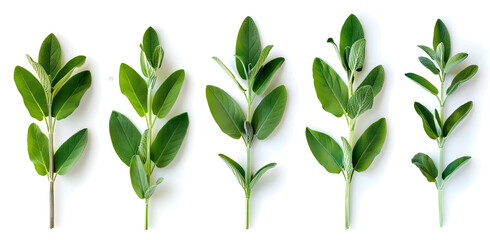 Fresh sage herb on white background, perfect for culinary and cooking purposes.