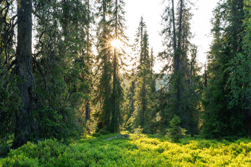 A beautiful sunset with sunrays in a lush, summertime taiga forest in Salla National Park, Northern...