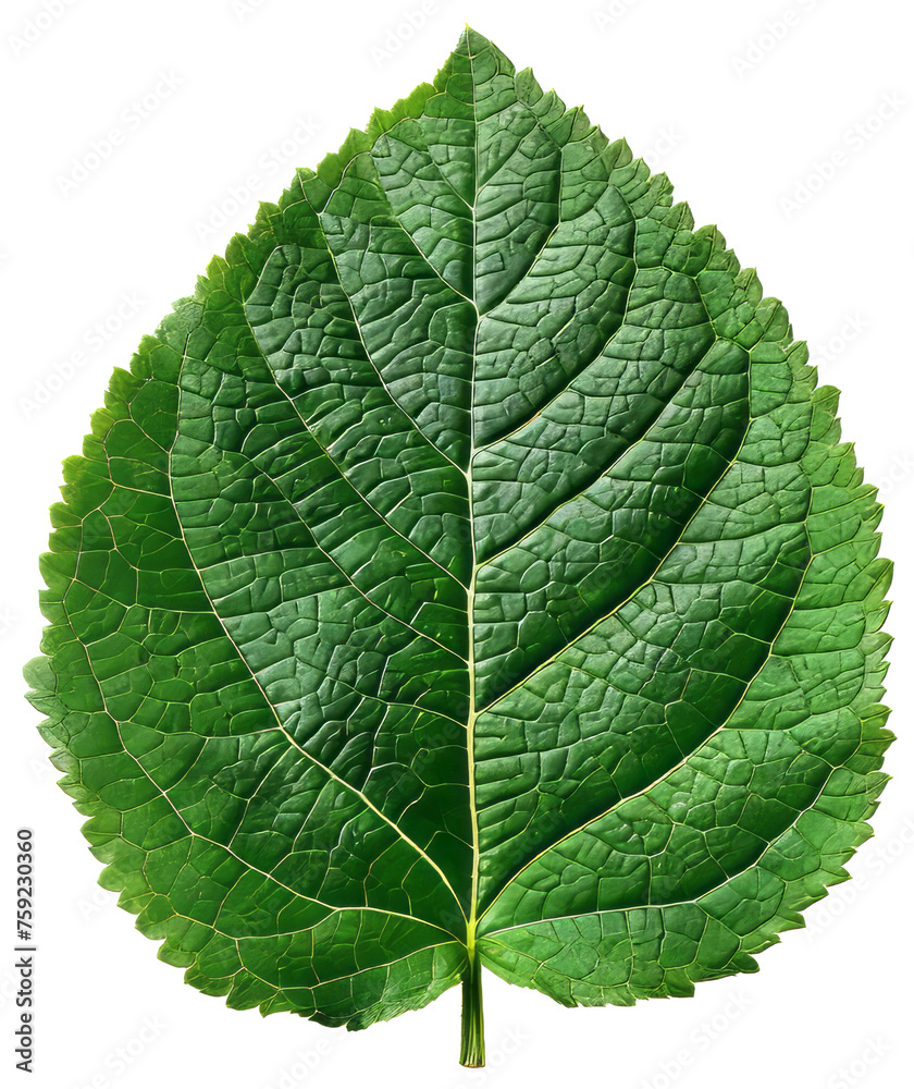 Wall mural Detailed Green Leaf with Visible Veins