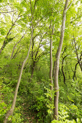 Tall trees in spring and green foliage - 759230538