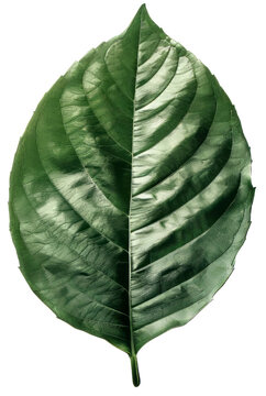 Detailed Green Leaf with Visible Veins