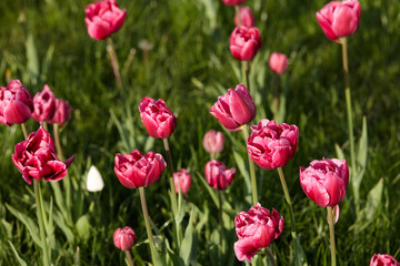 Bright pink double tulips in sunny day in city park