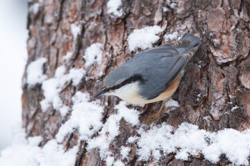 A closeup of an Eurasian nuthatch holding on to a tree upside down in a wintry forest in Estonia, Northern Europe