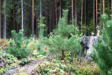 Close-up of a planted Scots pine sapling next to an old stump on a commercial forest land in rural Estonia, Northern Europe