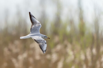 The black-headed gull (Chroicocephalus ridibundus) in flight. Gelderland in the Netherlands.                            