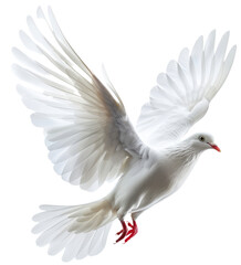 White dove is flying in the air. Pigeon flaps its wings