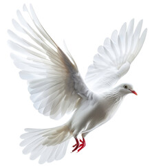 Obraz premium White dove is flying in the air. Pigeon flaps its wings