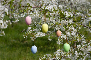 Greeting card Happy Easter with space for text. branches of cherry blossoms in garden decorated with decorative Easter eggs. Holiday concept. Religious holiday of Easter. Nature. Springtime