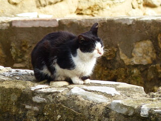 Chat posé sur un mur