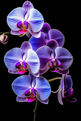 Vibrant purple orchids with a dark background, showcasing delicate textures and a gradient of colors.