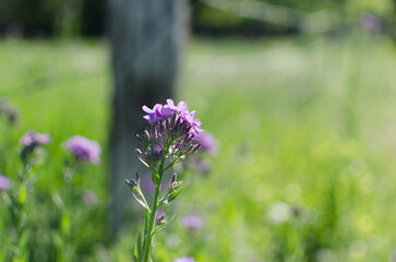flowers in the garden