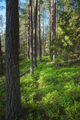 Obraz premium trees in the forest