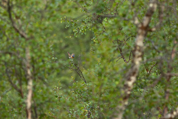 Bluethroat perching in the middle of lush Birch trees on a summer day in Urho Kekkonen National Park, Northern Finland	