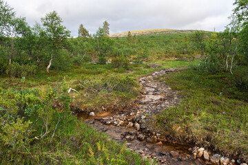 Shallow creek in the middle of lush vegetation on a summer evening in Urho Kekkonen National Park, Northern Finland