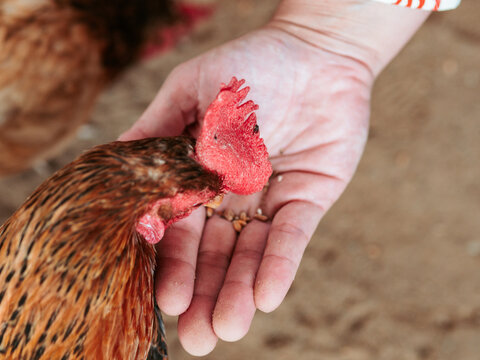 Close-up of a hen feeding from anonymous person open hand, showcasing trust and interaction between humans and farm animals