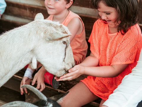 A girl gently offers food to a curious goat, with a watching boy, during a lively summer day at a farm school program