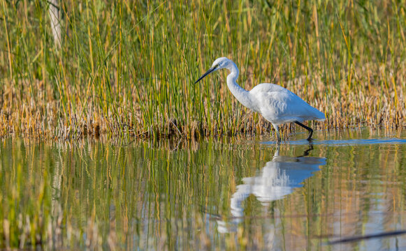 A focused Little Egret is seen foraging, its image rippling in the water, against a backdrop of dense reeds in the lagoon