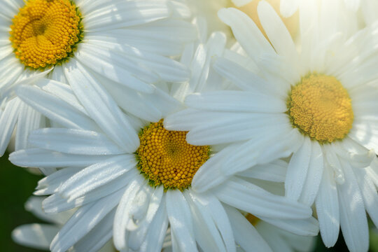 A large white daisy.Greeting photo with park flowers.Fortune telling on chamomile.