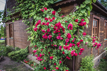 Roses in small garden next to wooden house in Polish countryside, Poland