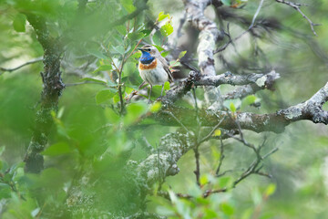 Bluethroat perching in the middle of lush Birch trees on a summer day in Urho Kekkonen National Park, Northern Finland	