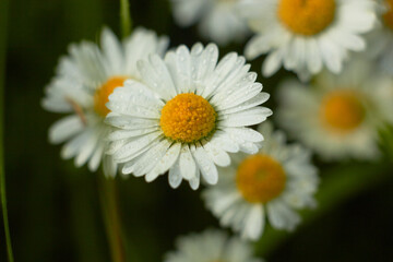 Fototapeta premium Spring and summer chamomile flowers. Daisies or Bellis perennis. Beauty of nature. Spring, youth, growth concept. 