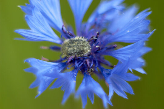 Insect tropinota hirta on a blue cornflower (Centaurea cyanus) flower in a field. Hairy bronze beetle.
